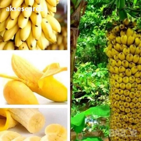 50 бр. Семена от Бонсай бананово дърво екзотични редки плодове палма за декорация на градината, снимка 11 - Сортови семена и луковици - 53258880