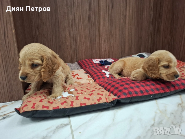 чистокръвни кокер шпаньоли, снимка 2 - Кокер шпаньол - 52878909