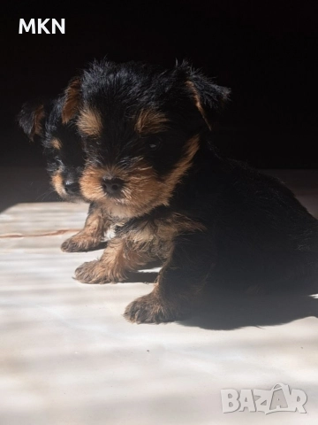 Йоркширски териер йорки , снимка 6 - Йоркширски териер - 52977514