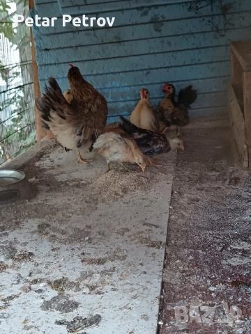 Декоративни кокошки , снимка 13 - Кокошки и пуйки - 51707427