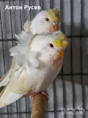 вълнисти рейнбол и хеликоптери, снимка 8 - Папагали - 53817570