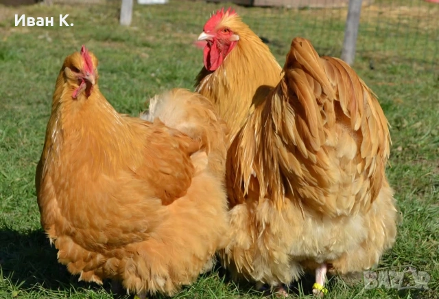 Продавам жълт Орпингтон., снимка 15 - Кокошки и пуйки - 37376457