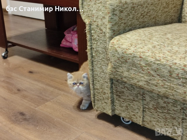 Женско екзотично персийско коте на 4 месеца., снимка 6 - Персийска - 52881164