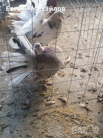 Фенерлии , снимка 6 - Гълъби - 52369192