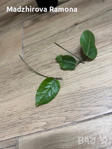 Hoya Inflata , снимка 3 - Стайни растения - 53841893