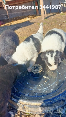 Каракачанки кучета , снимка 2 - Каракачанска овчарка - 52521908