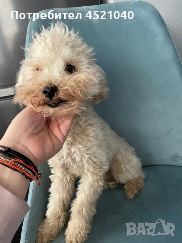 Пудел той , снимка 2 - Пудели - 53014231