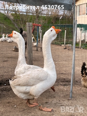 Мъжки Холмогорски Гъски, снимка 4 - Патици и гъски - 53677821