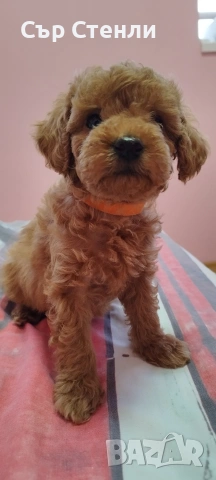 ТОЙ ПУДЕЛ 5 момчета, снимка 15 - Пудели - 53799744