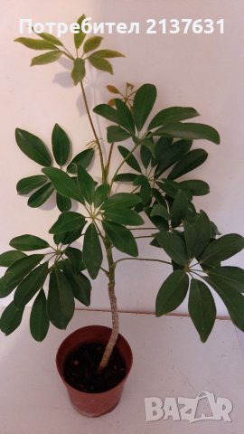 Продавам ШЕФЛЕРА , снимка 1