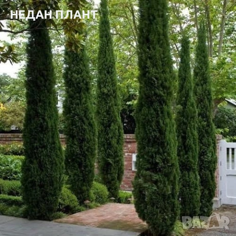 Кипарис "Тотем", снимка 2 - Градински цветя и растения - 51662372