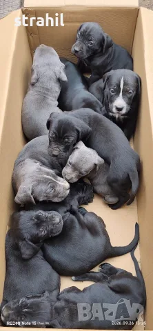 Кане корсо бебе