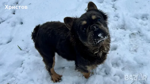 мъжки флуфита за разплод ( френски булдог)., снимка 10 - Френски булдог - 48804880