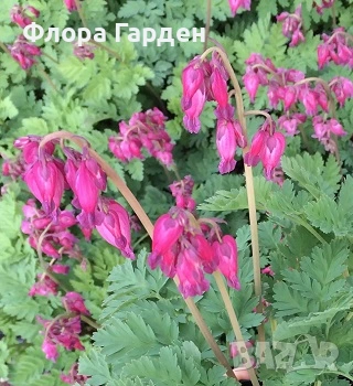 МНОГОГОДИШНИ ЦВЕТЯ - Коренища- ПРЕДВАРИТЕЛНИ ПОРЪЧКИ, снимка 12 - Градински цветя и растения - 53650042