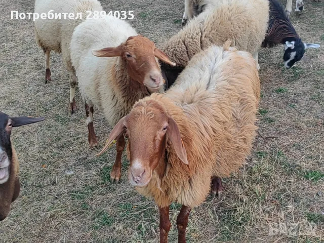 бартер за крави телета 