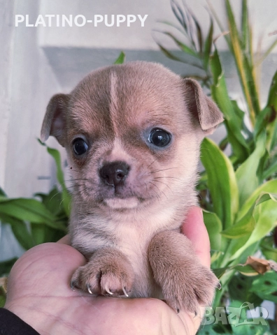 Синьо Чихуахуа мини, снимка 2 - Чихуахуа - 52837745