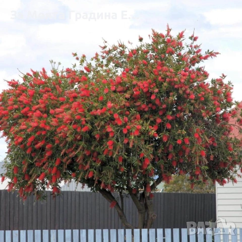 Калистемон , снимка 2 - Градински цветя и растения - 53635793