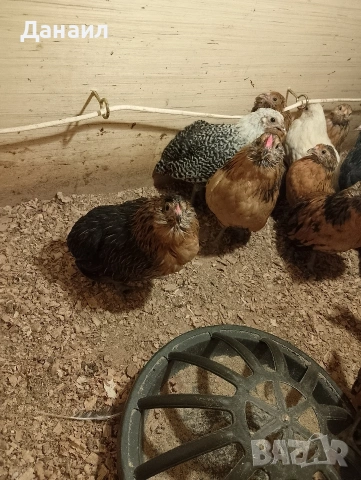 Грюбе, снимка 15 - други­ - 53823897