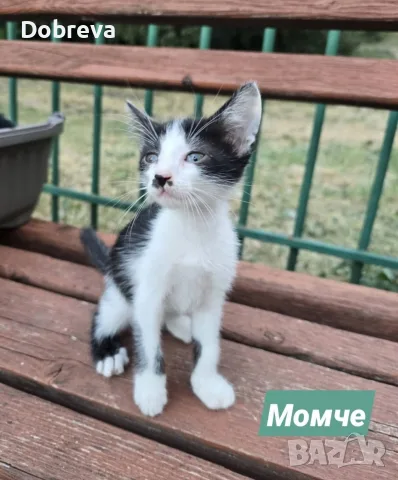 Три котенца сирачета търсят домове, снимка 4 - Други - 55765822