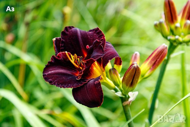 Цветя Хемерокалис – разсад за пролетно засаждане, снимка 6 - Разсади - 41683701