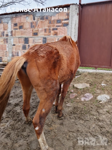 Продава се , снимка 3 - Коне - 53559963