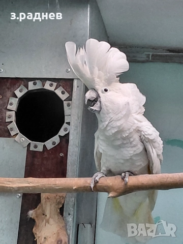 Какаду алба, снимка 2 - Папагали - 52251378