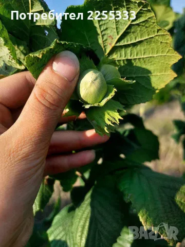 Продавам лешникова градина, снимка 8 - Земеделска земя - 48766274