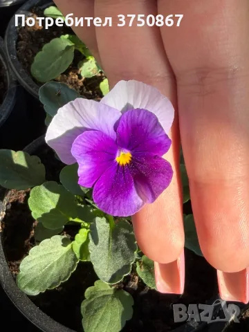 ❤️🌿🌸 Мини теменужки микс (Viola Superba Mini), снимка 5 - Градински цветя и растения - 56120428