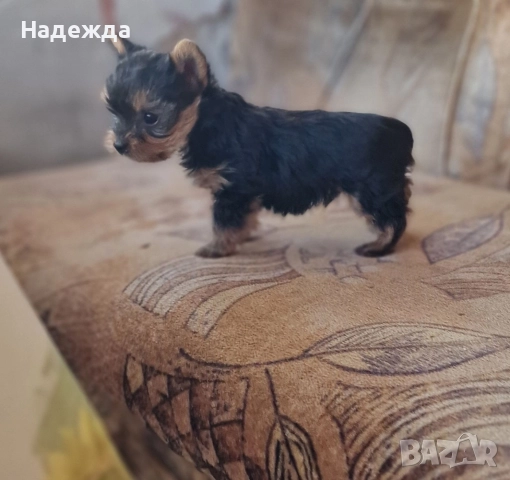 Йоркширски териер , снимка 6 - Йоркширски териер - 52730154