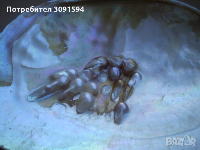 Много рядка голяма мида  седеф , снимка 3 - Други ценни предмети - 33836599