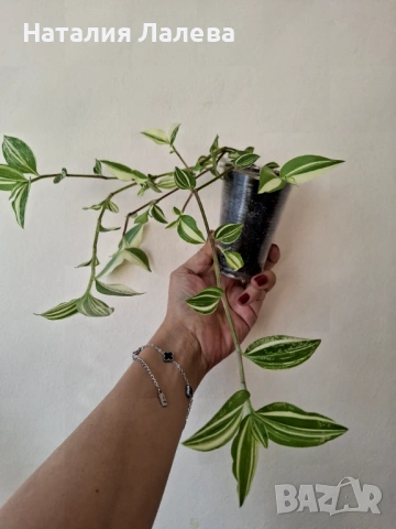 Традесканция, tradescantia yellow hill, снимка 2 - Стайни растения - 53117380