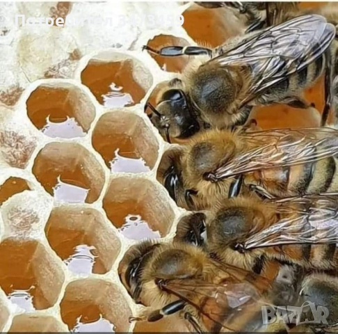 Био пчелен мед от производител , снимка 10 - Пчелни продукти - 51529460