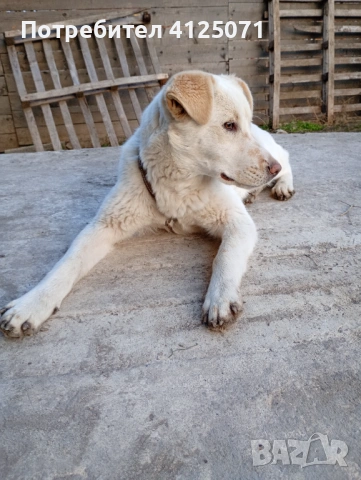 Подарявам бяло кученце, снимка 7 - Други - 53542153