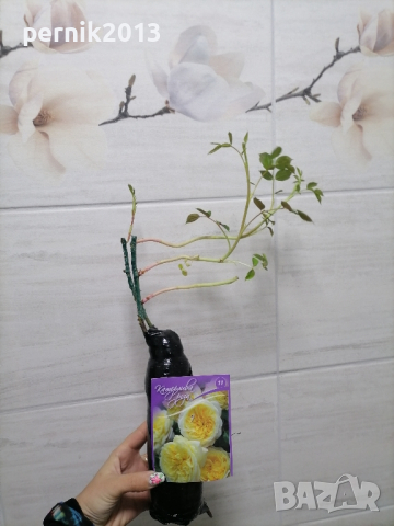 Катерлива роза
Достига до 300см
Лек аромат
За поръчка пишете на лично съобщение
Работим със Еконт, снимка 2 - Градински цветя и растения - 44928924