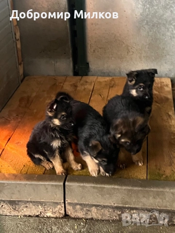 Продавам Немски Овчарки, снимка 3 - Немска овчарка - 53508248