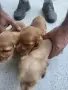 Кокер шпаньол очакват новия си собственик, снимка 3