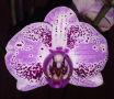 Орхидея фаленопсис Euphorion, снимка 1