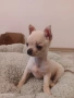 Изгодно - Мъжки мини късокосмест Чичуахуа на 3 месеца с 2 ваксини, снимка 7