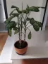 Дифенбахия, снимка 2