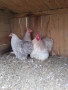 Кохин бантам, снимка 5