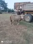 Продавам агнета, снимка 1