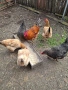 Кокошки, снимка 3