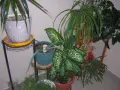 фотоапарат Nikon Coolpix 2100, снимка 18