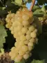 Продавам грозде Червен мискет и шардоне, снимка 2