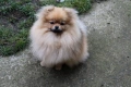 Миниатюрно момиченце померан с родословие FCI, снимка 7
