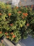 Текома Capensis, снимка 3
