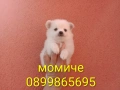 Мини Шпиц - Померан. Мъжки и женски кученца. , снимка 3