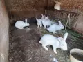 Зайци Цика за разплод и клане, снимка 1
