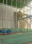 Орфееви канари,от 25 и 26 г., снимка 13