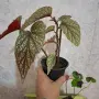 Стайни   Бегонии, снимка 5